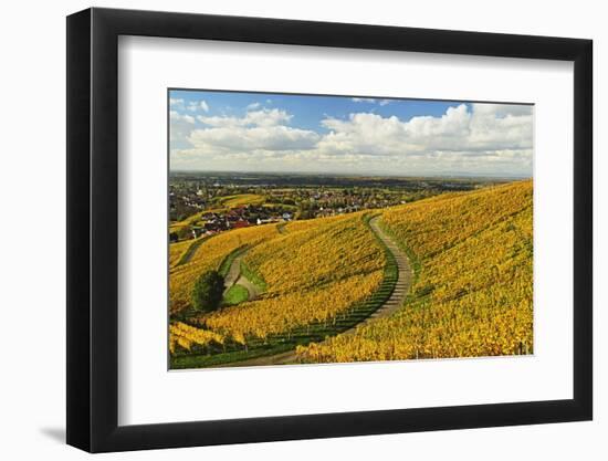 Vineyard Landscape, Ortenau, Baden Wine Route, Baden-Wurttemberg, Germany, Europe-Jochen Schlenker-Framed Photographic Print