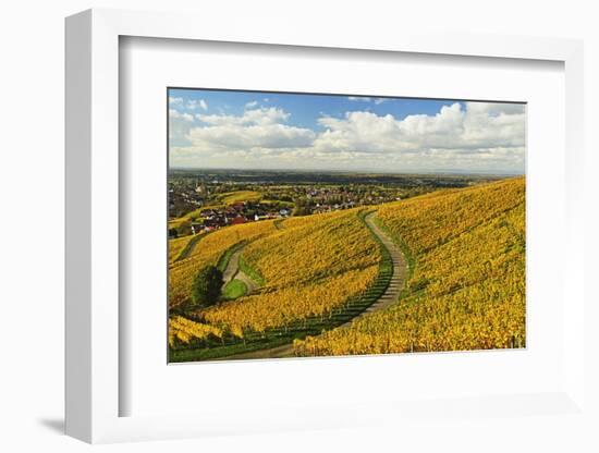 Vineyard Landscape, Ortenau, Baden Wine Route, Baden-Wurttemberg, Germany, Europe-Jochen Schlenker-Framed Photographic Print