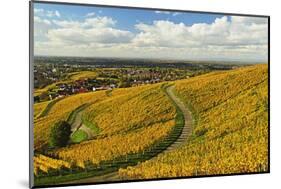 Vineyard Landscape, Ortenau, Baden Wine Route, Baden-Wurttemberg, Germany, Europe-Jochen Schlenker-Mounted Photographic Print