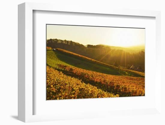 Vineyard Landscape, Ortenau, Baden Wine Route, Baden-Wurttemberg, Germany, Europe-Jochen Schlenker-Framed Photographic Print