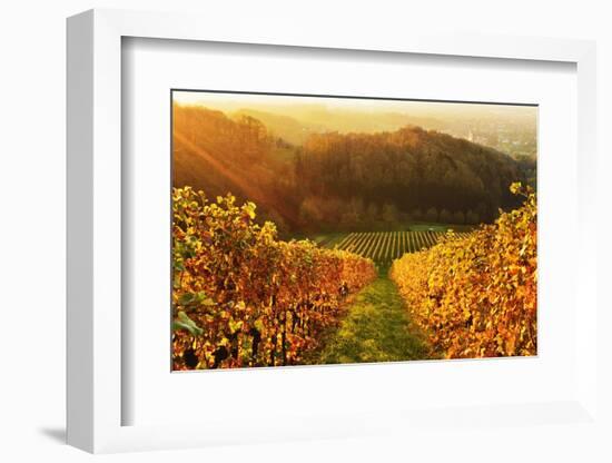 Vineyard Landscape, Ortenau, Baden Wine Route, Baden-Wurttemberg, Germany, Europe-Jochen Schlenker-Framed Photographic Print