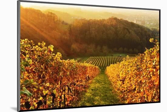 Vineyard Landscape, Ortenau, Baden Wine Route, Baden-Wurttemberg, Germany, Europe-Jochen Schlenker-Mounted Photographic Print