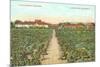 Vineyard, Los Olivos-null-Mounted Premium Giclee Print