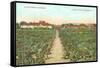 Vineyard, Los Olivos-null-Framed Stretched Canvas