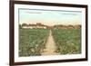 Vineyard, Los Olivos-null-Framed Art Print