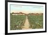 Vineyard, Los Olivos-null-Framed Art Print