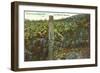 Vineyard, Los Olivos-null-Framed Art Print