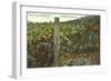 Vineyard, Los Olivos-null-Framed Art Print