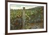 Vineyard, Los Olivos-null-Framed Art Print