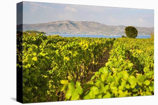 Vineyard, Lumbarda, Korcula Island, Dalmatian Coast, Adriatic, Croatia, Europe-Matthew Williams-Ellis-Stretched Canvas