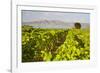 Vineyard, Lumbarda, Korcula Island, Dalmatian Coast, Adriatic, Croatia, Europe-Matthew Williams-Ellis-Framed Photographic Print