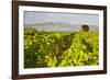 Vineyard, Lumbarda, Korcula Island, Dalmatian Coast, Adriatic, Croatia, Europe-Matthew Williams-Ellis-Framed Photographic Print