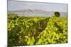 Vineyard, Lumbarda, Korcula Island, Dalmatian Coast, Adriatic, Croatia, Europe-Matthew Williams-Ellis-Mounted Photographic Print