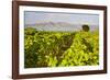 Vineyard, Lumbarda, Korcula Island, Dalmatian Coast, Adriatic, Croatia, Europe-Matthew Williams-Ellis-Framed Photographic Print