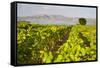 Vineyard, Lumbarda, Korcula Island, Dalmatian Coast, Adriatic, Croatia, Europe-Matthew Williams-Ellis-Framed Stretched Canvas