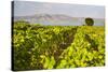 Vineyard, Lumbarda, Korcula Island, Dalmatian Coast, Adriatic, Croatia, Europe-Matthew Williams-Ellis-Stretched Canvas