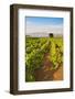 Vineyard, Lumbarda, Korcula Island, Dalmatian Coast, Adriatic, Croatia, Europe-Matthew Williams-Ellis-Framed Photographic Print