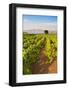 Vineyard, Lumbarda, Korcula Island, Dalmatian Coast, Adriatic, Croatia, Europe-Matthew Williams-Ellis-Framed Photographic Print