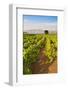 Vineyard, Lumbarda, Korcula Island, Dalmatian Coast, Adriatic, Croatia, Europe-Matthew Williams-Ellis-Framed Photographic Print