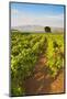 Vineyard, Lumbarda, Korcula Island, Dalmatian Coast, Adriatic, Croatia, Europe-Matthew Williams-Ellis-Mounted Photographic Print