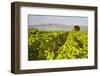 Vineyard, Lumbarda, Korcula Island, Dalmatian Coast, Adriatic, Croatia, Europe-Matthew Williams-Ellis-Framed Photographic Print