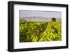 Vineyard, Lumbarda, Korcula Island, Dalmatian Coast, Adriatic, Croatia, Europe-Matthew Williams-Ellis-Framed Photographic Print