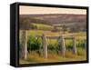 Vineyard, Margaret River, Western Australia, Australia-Doug Pearson-Framed Stretched Canvas