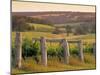 Vineyard, Margaret River, Western Australia, Australia-Doug Pearson-Mounted Photographic Print