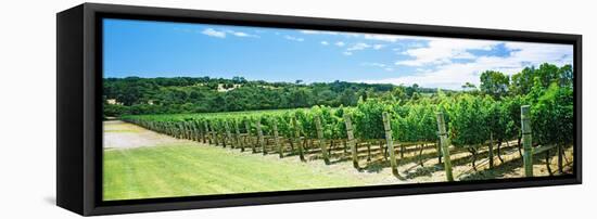 Vineyard, Margaret River, Western Australia, Australia-null-Framed Stretched Canvas