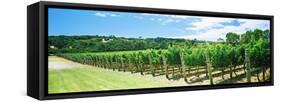 Vineyard, Margaret River, Western Australia, Australia-null-Framed Stretched Canvas