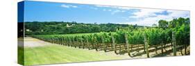 Vineyard, Margaret River, Western Australia, Australia-null-Stretched Canvas