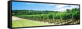 Vineyard, Margaret River, Western Australia, Australia-null-Framed Stretched Canvas