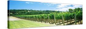 Vineyard, Margaret River, Western Australia, Australia-null-Stretched Canvas