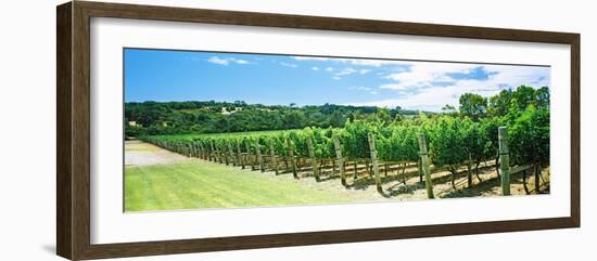 Vineyard, Margaret River, Western Australia, Australia-null-Framed Photographic Print