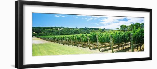 Vineyard, Margaret River, Western Australia, Australia-null-Framed Photographic Print