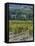 Vineyard, Montefalco, Italy-Rob Tilley-Framed Stretched Canvas