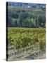 Vineyard, Montefalco, Italy-Rob Tilley-Stretched Canvas