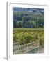 Vineyard, Montefalco, Italy-Rob Tilley-Framed Premium Photographic Print