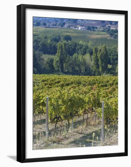 Vineyard, Montefalco, Italy-Rob Tilley-Framed Premium Photographic Print