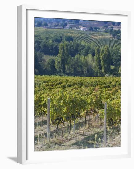 Vineyard, Montefalco, Italy-Rob Tilley-Framed Premium Photographic Print