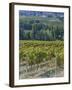 Vineyard, Montefalco, Italy-Rob Tilley-Framed Premium Photographic Print