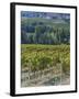 Vineyard, Montefalco, Italy-Rob Tilley-Framed Premium Photographic Print