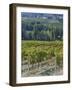 Vineyard, Montefalco, Italy-Rob Tilley-Framed Photographic Print