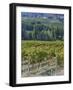 Vineyard, Montefalco, Italy-Rob Tilley-Framed Photographic Print