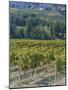 Vineyard, Montefalco, Italy-Rob Tilley-Mounted Photographic Print