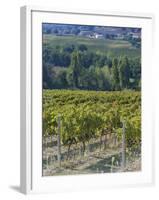 Vineyard, Montefalco, Italy-Rob Tilley-Framed Photographic Print