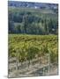 Vineyard, Montefalco, Italy-Rob Tilley-Mounted Photographic Print