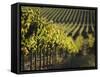 Vineyard, Napa, Napa Valley, California, USA-Walter Bibikow-Framed Stretched Canvas