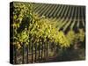 Vineyard, Napa, Napa Valley, California, USA-Walter Bibikow-Stretched Canvas