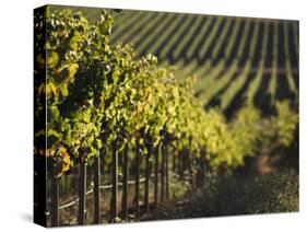 Vineyard, Napa, Napa Valley, California, USA-Walter Bibikow-Stretched Canvas